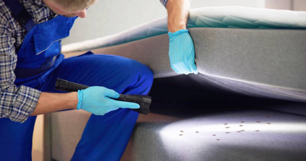 Best Local Pest Control Services  in Bellaire, TX