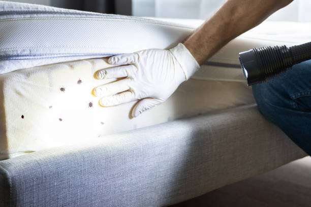 Best Commercial Pest Control Services  in Bellaire, TX