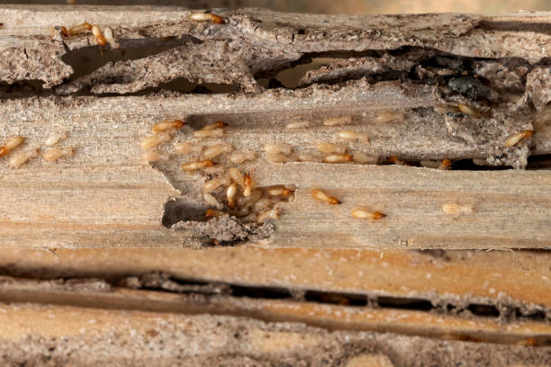 Best Ant Control Services  in Bellaire, TX