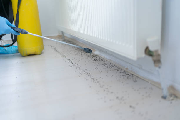 Best Emergency Pest Control  in Bellaire, TX